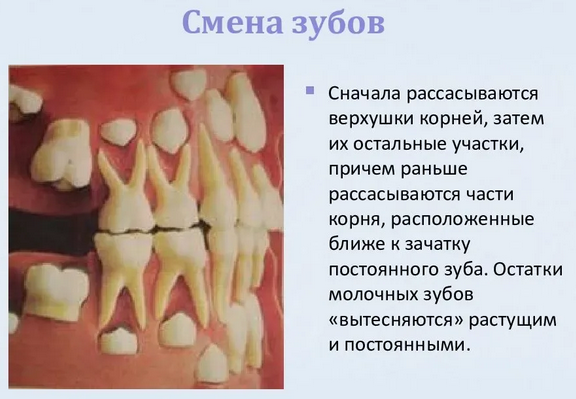  smena-molochnyh-zubov