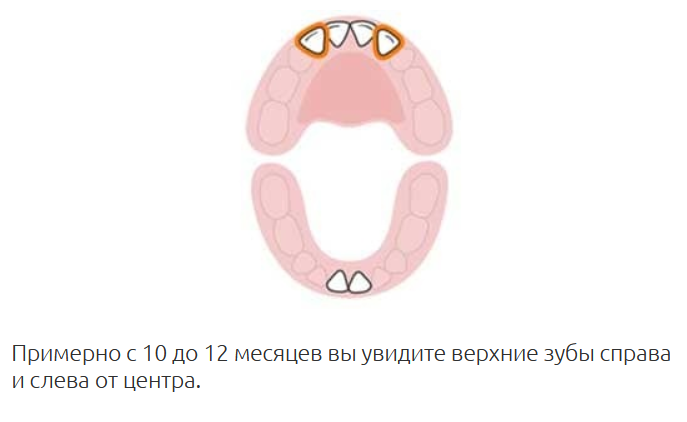 zuby-v-10-mesyatsev